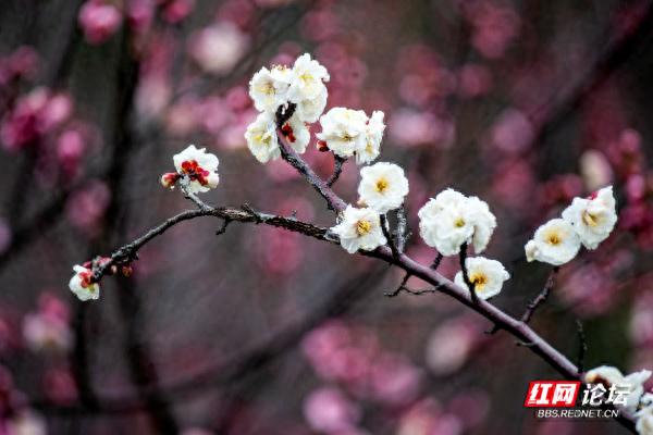 共赴良辰“梅”景！快来安乡县这处绝佳赏梅地看看