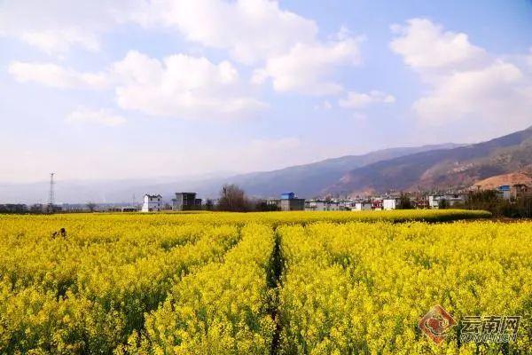 云南花卉批发市场，昆明花卉批发市场在哪里（闹市街头现“巨无霸”花束）