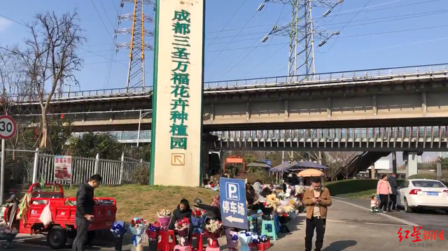 成都便宜的花卉市场在哪里，“214”探访成都万福花市