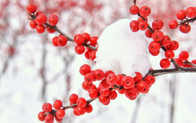 同心结有什么寓意，同心结寓意（想用礼物表达心意）