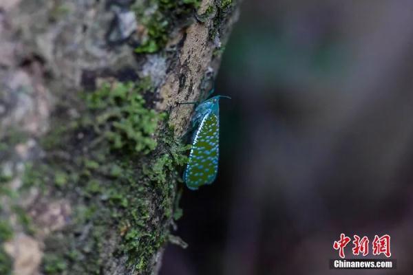 五指山最值得去的景区，一定要去一趟五指山