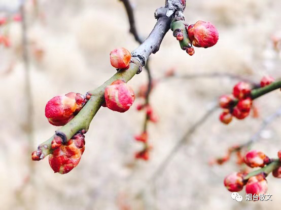 杏花的花语是什么，杏花的花语（李华‖春之絮语）