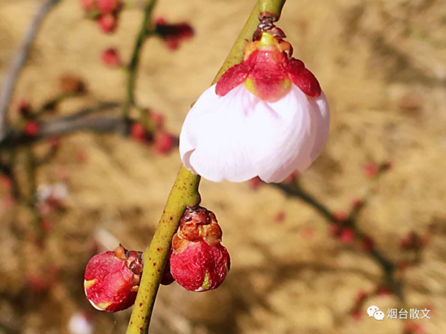 杏花的花语是什么，杏花的花语（李华‖春之絮语）