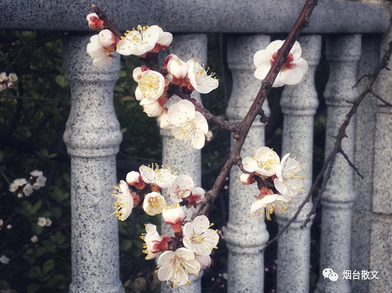 杏花的花语是什么，杏花的花语（李华‖春之絮语）