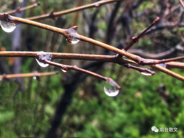 杏花的花语是什么，杏花的花语（李华‖春之絮语）
