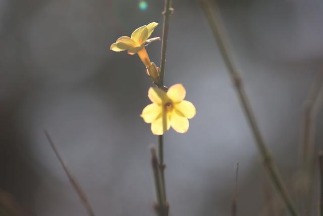 什么样的迎春花，什么的迎春花（组图，春天来了）