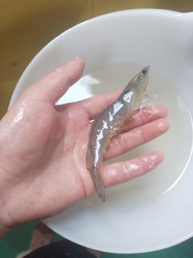 南美白虾是淡水虾还是海水虾，南美白虾是淡水虾还是海水虾河北唐山包装（汉产南美白对虾下月批量上市）