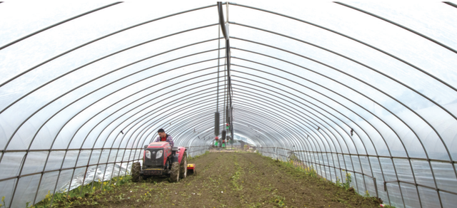农历二月初二是什么日子，二月二，龙抬头