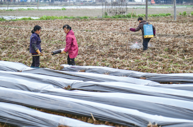农历二月初二是什么日子，二月二，龙抬头