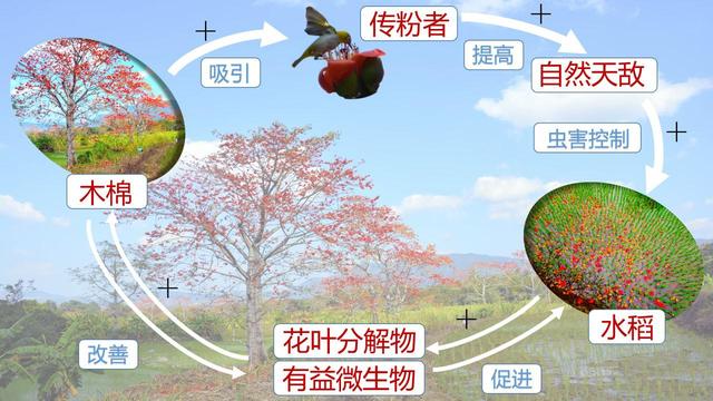木棉树的特点，木棉树的特点和精神作文800（昌江启动“木棉-稻田农林复合系统”申遗工作）