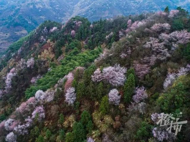 188男团小说顺序，188男团小说顺序是怎样的（强烈建议留给三都野樱花）