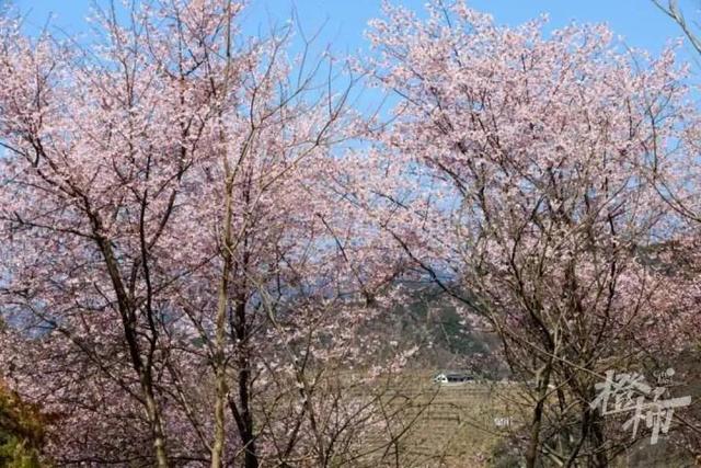 188男团小说顺序，188男团小说顺序是怎样的（强烈建议留给三都野樱花）