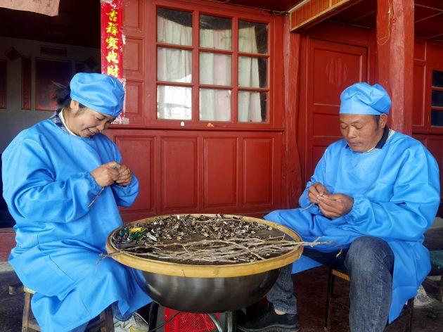 石斛产地哪里正宗，铁皮石斛产地哪里正宗（“中国紫皮石斛之乡”龙陵县晒出产业振兴大“枫”景）