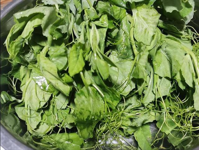 豌豆尖怎么做最好，春日美食：蒜蓉豌豆尖