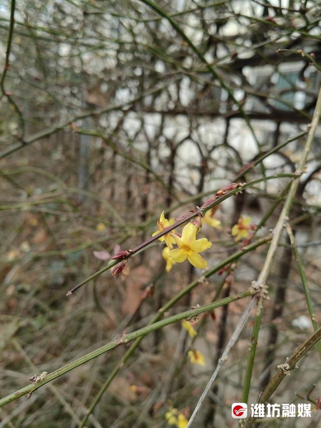 迎春花什么时候开，迎春花在什么季节开放（迎春花开，春意愈浓）