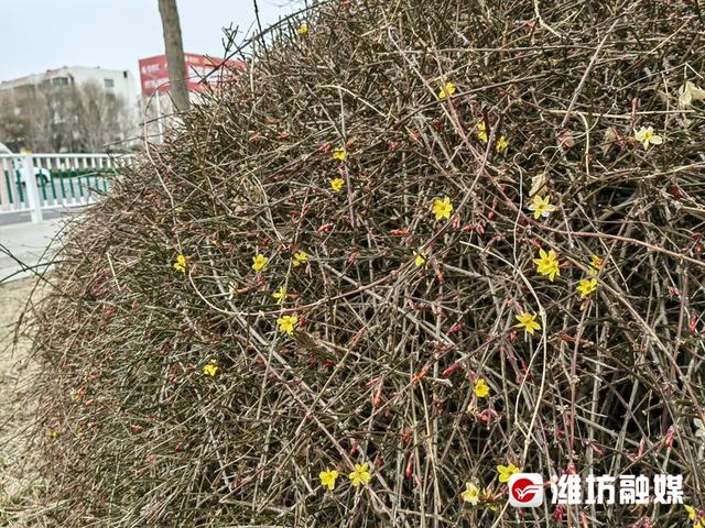 迎春花什么时候开，迎春花在什么季节开放（迎春花开，春意愈浓）