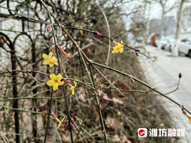 迎春花什么时候开，迎春花在什么季节开放（迎春花开，春意愈浓）