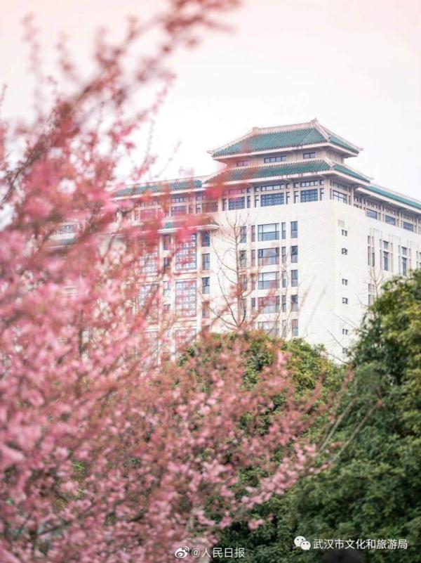 武汉大学的樱花，武汉大学赏樱花去哪里（报！武汉大学早樱开了）