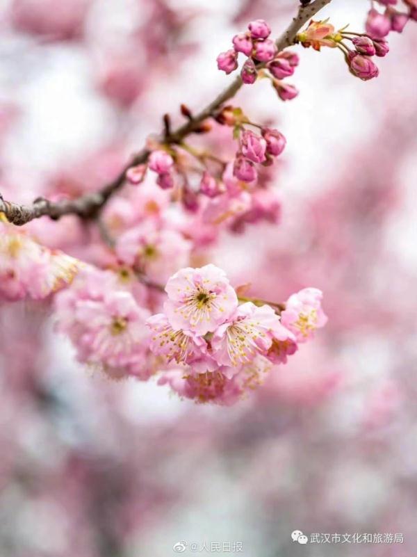武汉大学的樱花，武汉大学赏樱花去哪里（报！武汉大学早樱开了）