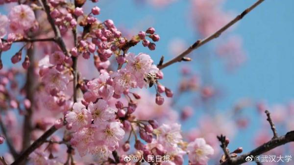 武汉大学的樱花，武汉大学赏樱花去哪里（报！武汉大学早樱开了）