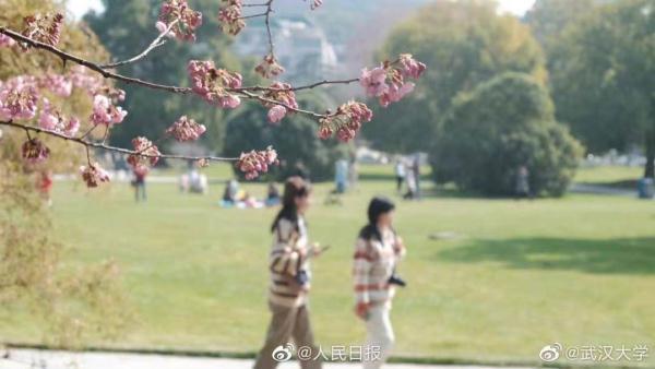 武汉大学的樱花，武汉大学赏樱花去哪里（报！武汉大学早樱开了）