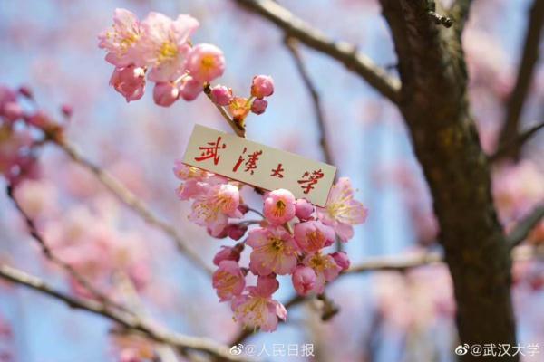 武汉大学的樱花，武汉大学赏樱花去哪里（报！武汉大学早樱开了）