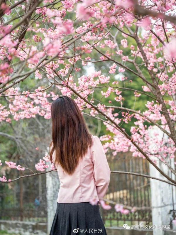 武汉大学的樱花，武汉大学赏樱花去哪里（报！武汉大学早樱开了）