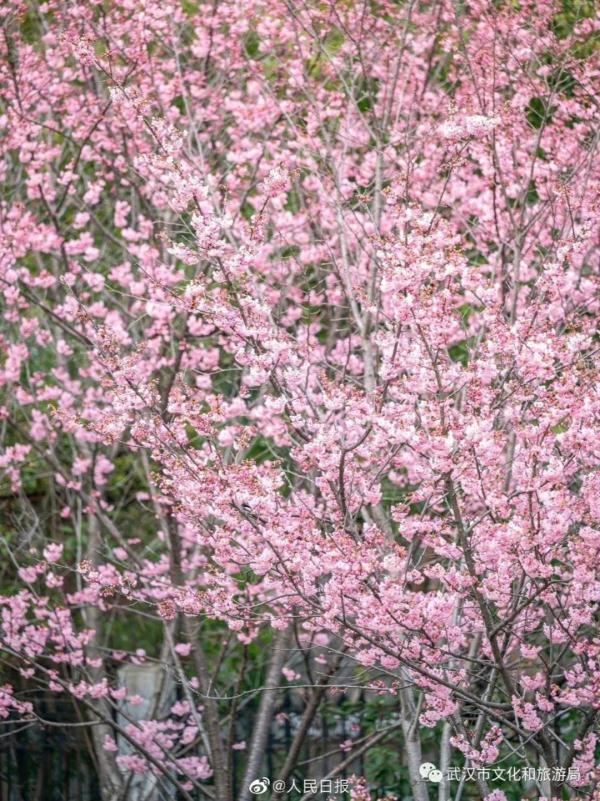 武汉大学的樱花，武汉大学赏樱花去哪里（报！武汉大学早樱开了）