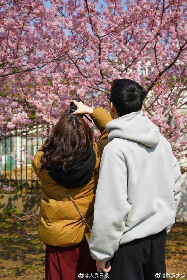 武汉大学的樱花，武汉大学赏樱花去哪里（报！武汉大学早樱开了）