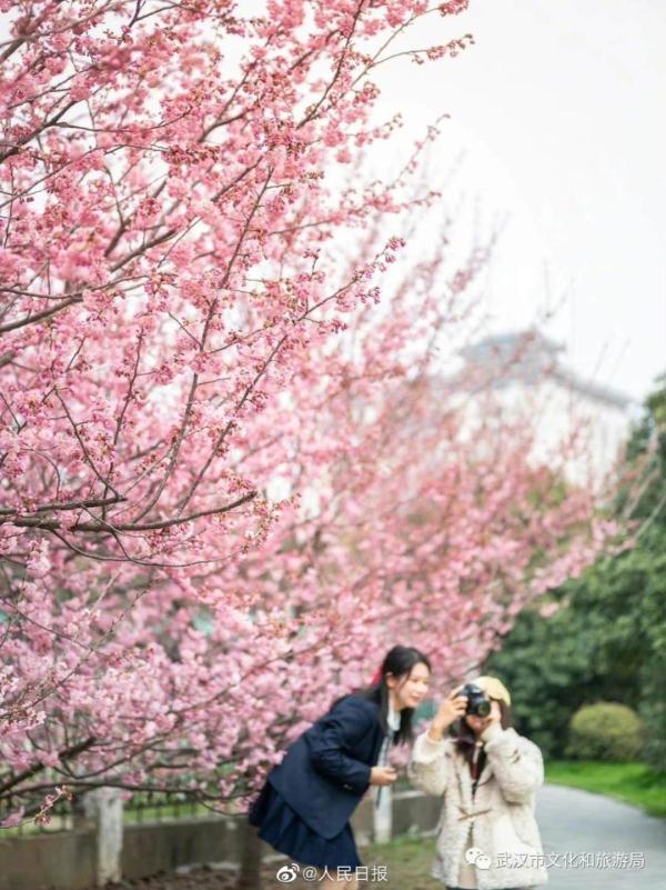 武汉大学的樱花，武汉大学赏樱花去哪里（报！武汉大学早樱开了）