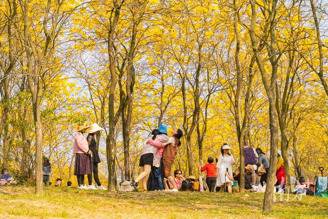 东莞松山湖花海，离东莞近的花海有哪些（与松山湖共赴“花海之约”）