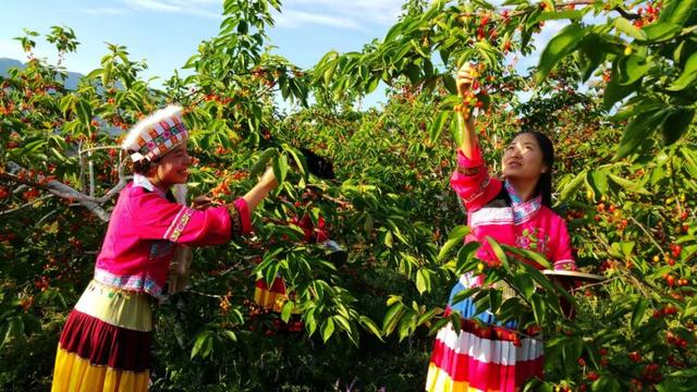 紧紧地什么填词语，紧紧的什么填空是什么（樱桃为什么这样红——全国人大代表肖军的富民兴村“密码”）