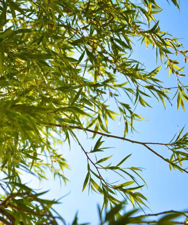 泸沽湖详细介绍，那些藏在春日里的诗意美景