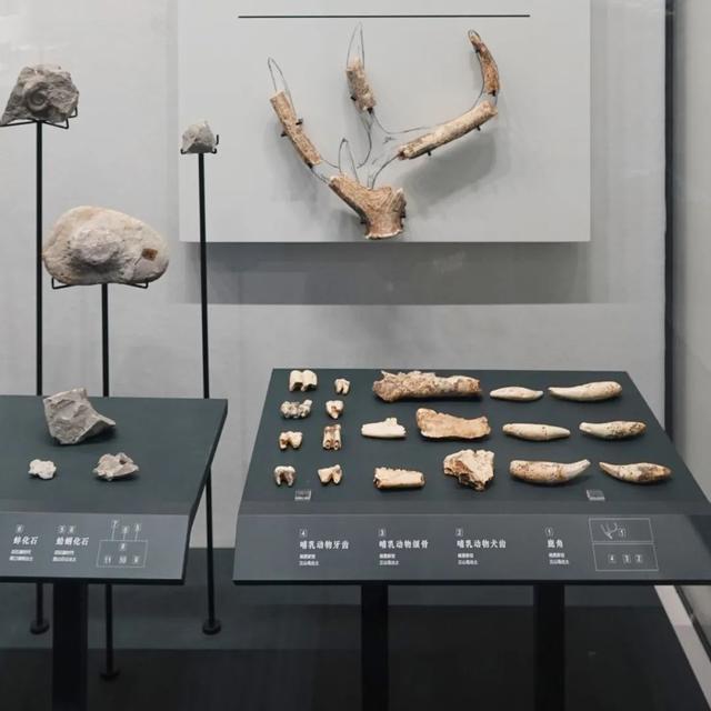 华南兔的介绍，华南兔长什么样（我才是苏州土生土长的中国野兔咂）