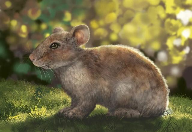 华南兔的介绍，华南兔长什么样（我才是苏州土生土长的中国野兔咂）