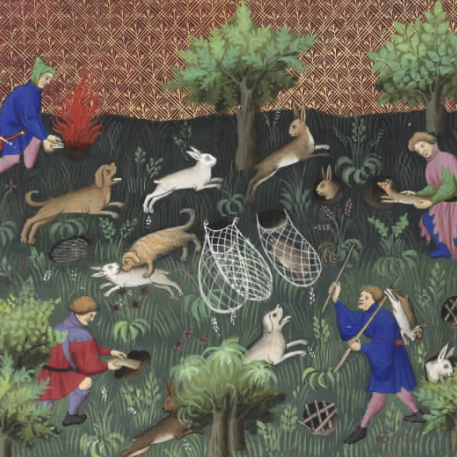 华南兔的介绍，华南兔长什么样（我才是苏州土生土长的中国野兔咂）