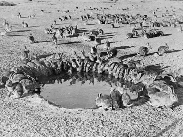 华南兔的介绍，华南兔长什么样（我才是苏州土生土长的中国野兔咂）