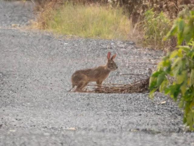 华南兔的介绍，华南兔长什么样（我才是苏州土生土长的中国野兔咂）