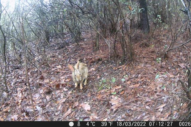 华南兔的介绍，华南兔长什么样（我才是苏州土生土长的中国野兔咂）