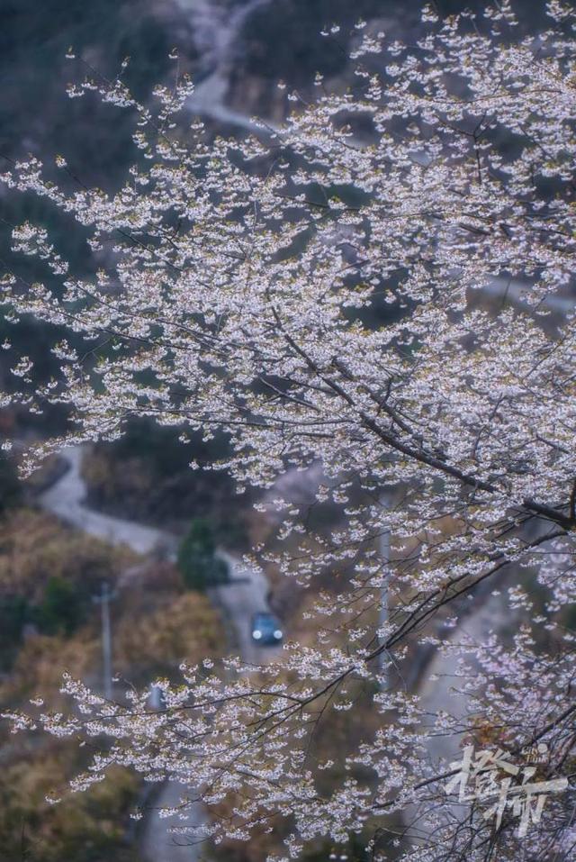 188男团小说顺序，188男团小说顺序是怎样的（强烈建议留给三都野樱花）