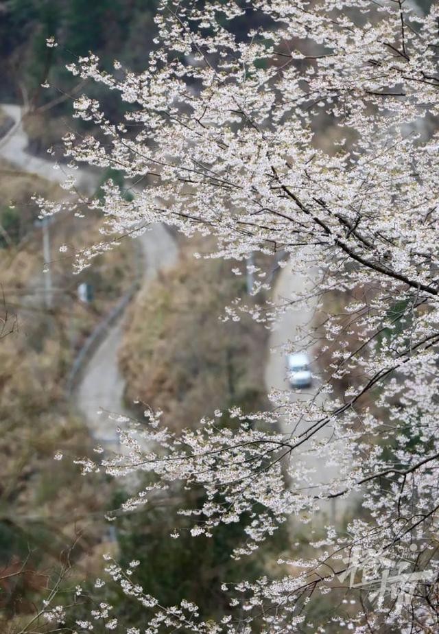 188男团小说顺序，188男团小说顺序是怎样的（强烈建议留给三都野樱花）