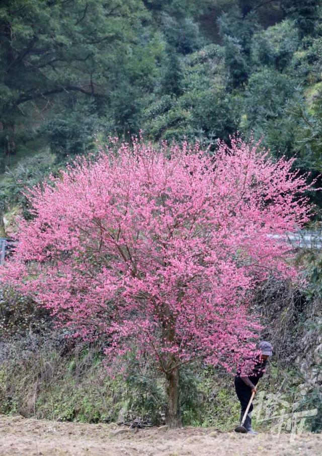 188男团小说顺序，188男团小说顺序是怎样的（强烈建议留给三都野樱花）