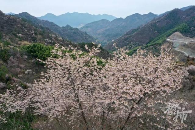 188男团小说顺序，188男团小说顺序是怎样的（强烈建议留给三都野樱花）