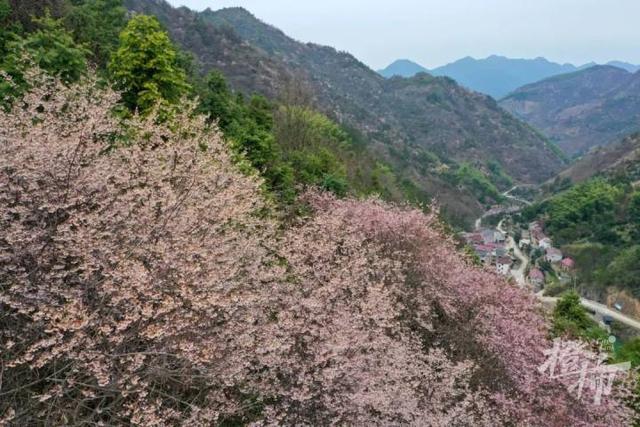 188男团小说顺序，188男团小说顺序是怎样的（强烈建议留给三都野樱花）