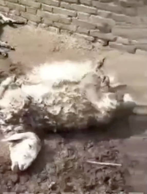 狼青犬咬死多只羊，狼青犬咬死多只羊好不好（河南洛阳4条狼青犬咬死数十只羊）