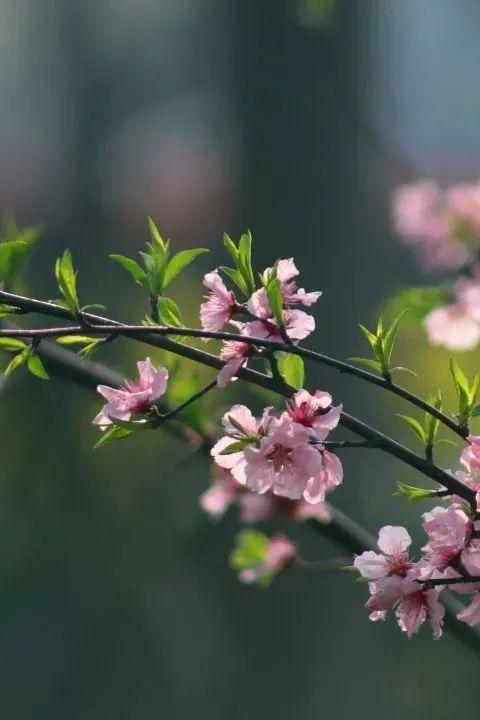 上海欢乐谷门票多少钱，上海欢乐谷门票包括所有项目吗（上海这些景点推出各类活动和优惠）