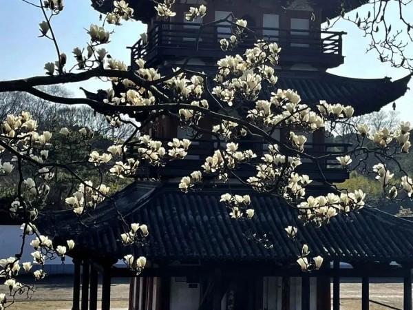 上海欢乐谷门票多少钱，上海欢乐谷门票包括所有项目吗（上海这些景点推出各类活动和优惠）