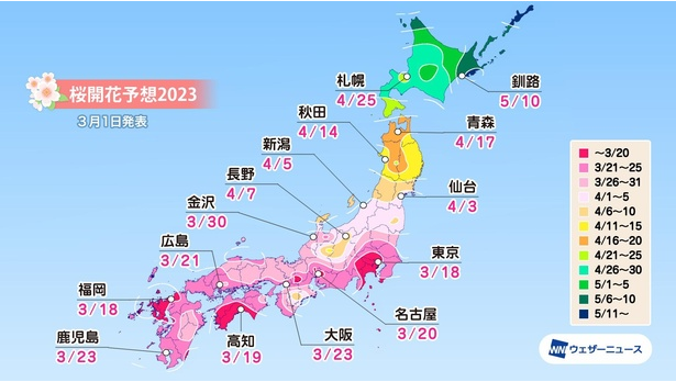 日本樱花什么时候开，日本樱花一般什么时候盛开（2023年日本樱花绽放最新时间表出来啦）