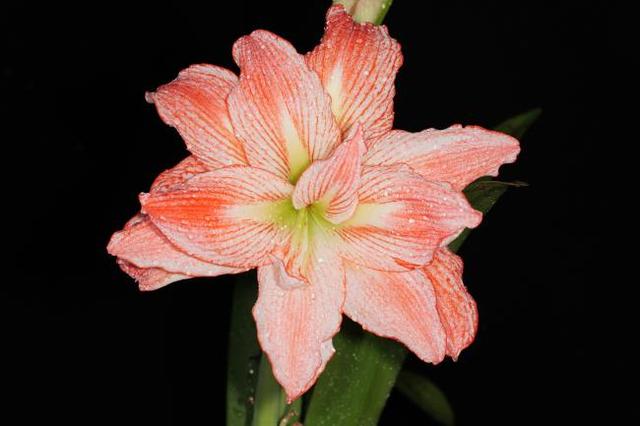 海南适合种植什么花，海南种什么花好（海口市龙华区开出“科技花”）