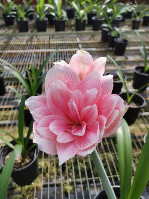海南适合种植什么花，海南种什么花好（海口市龙华区开出“科技花”）